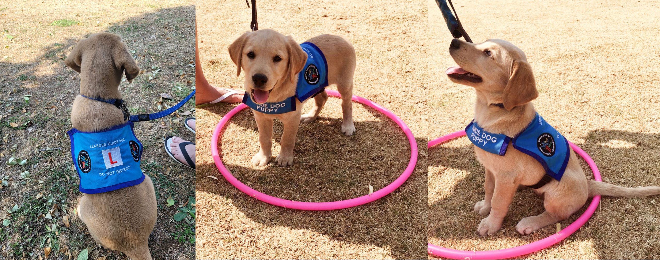 Aimy in her training jacket and in training