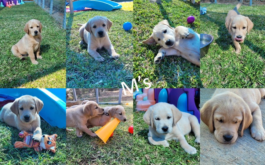 M Block Puppies